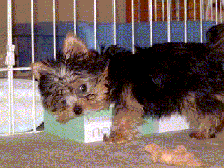 Luffys.gif(114318 byte)